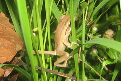 Polypedates leucomystax