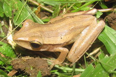 Polypedates leucomystax