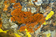 Pyrenodesmia albovariegata