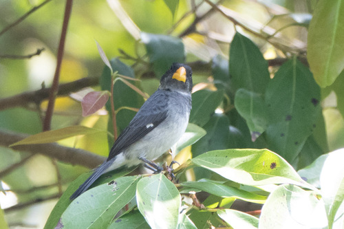 Grey Seedeater (Sporophila intermedia), photo 5