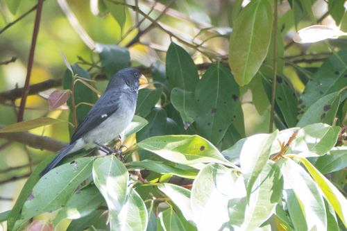 Grey Seedeater (Sporophila intermedia), photo 4