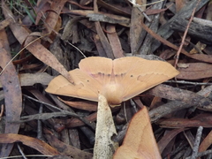 Monoctenia falernaria