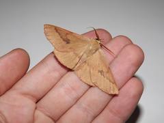 Monoctenia falernaria