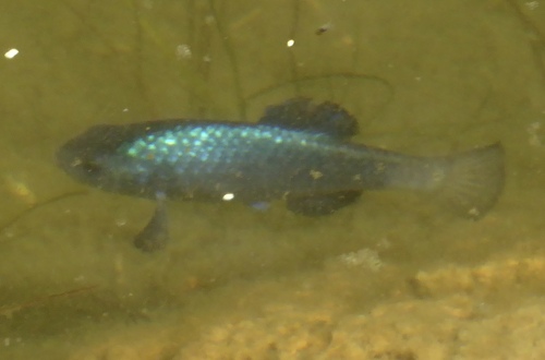 Quitobaquito pupfish (Cyprinodon eremus) — Cyprinodontidae — 4