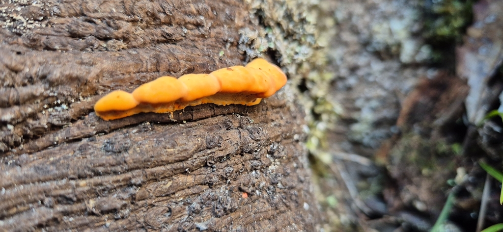 Trametes coccinea · May 2025 · photo: © opanukuexplorer (iNaturalist, cc0)