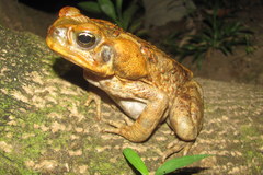 Rhinella marina