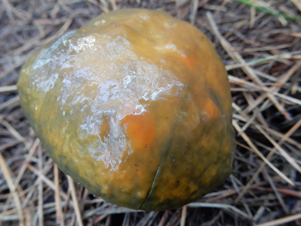 Suillus pungens · May 2025 · photo: © rayjackson (iNaturalist, cc-by)