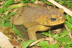 Rhinella marina