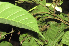 Bronchocela cristatella