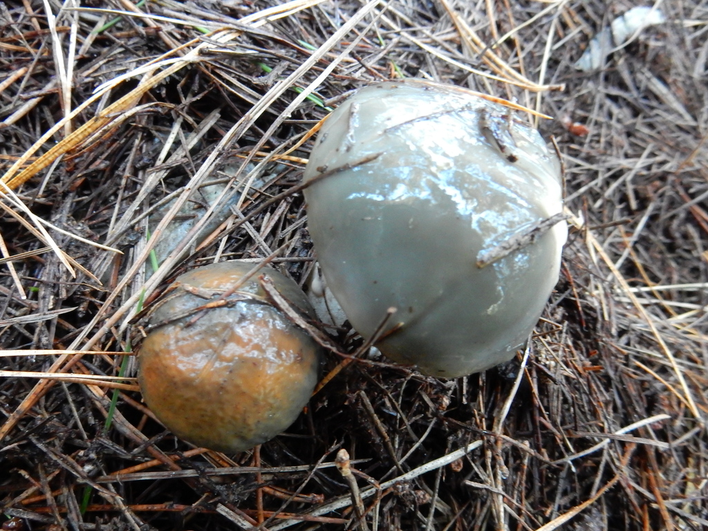 Suillus pungens · May 2025 · photo: © rayjackson (iNaturalist, cc-by)