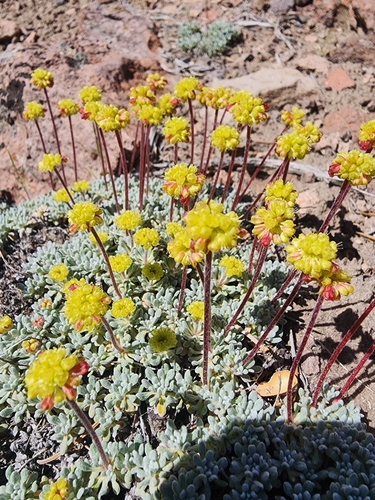 Image of Eriogonum caespitosum by (c) Rupert Clayton, some rights reserved (CC BY)
