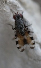 Pseudotephritis vau