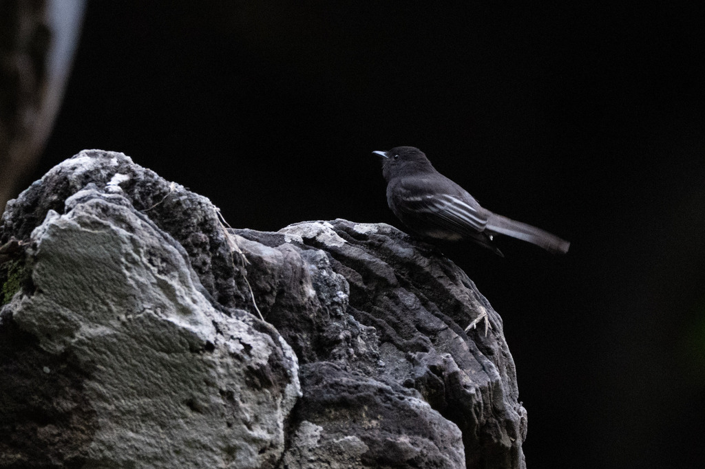 Black Phoebe (White-winged)