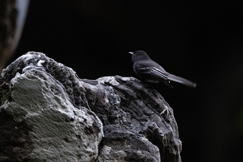 Black Phoebe (White-winged)