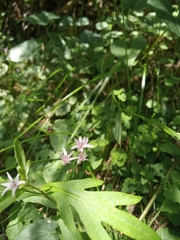 Angiospermae