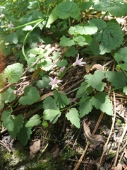 Angiospermae