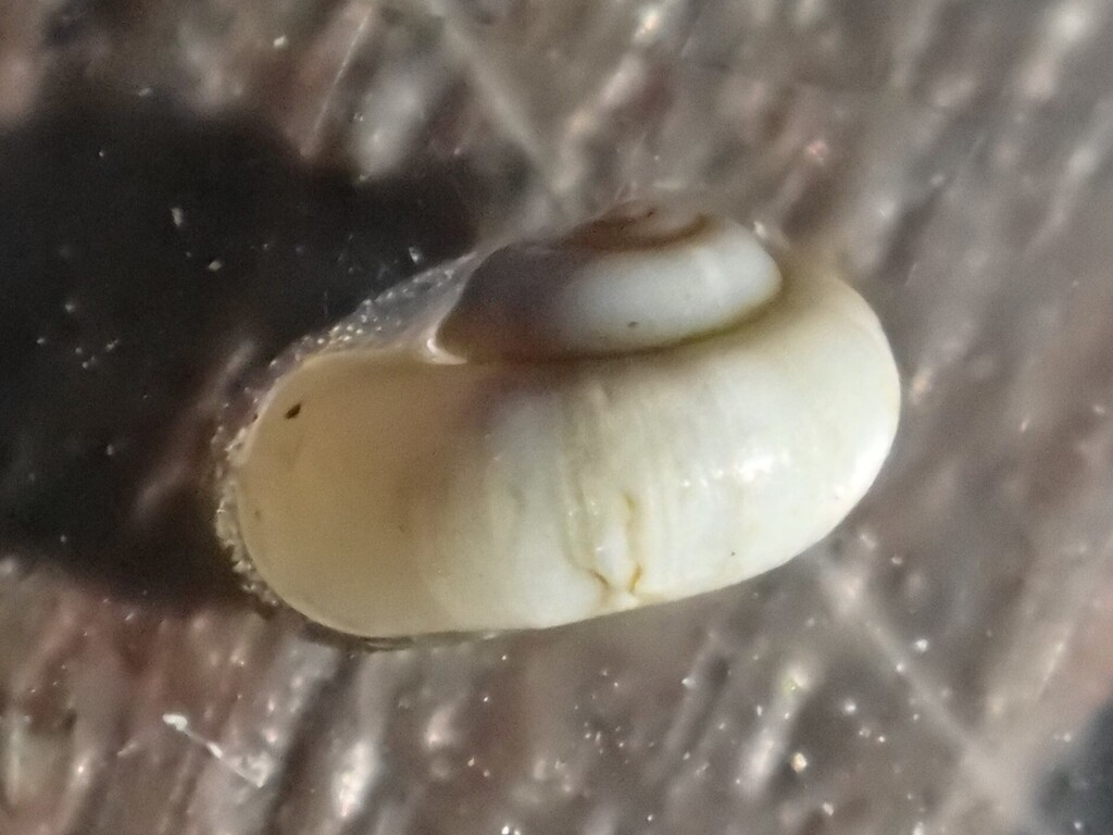 Platypyrgus