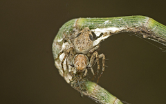 Oxyopes variabilis