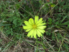Pyrrhopappus carolinianus