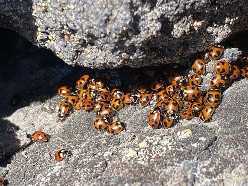 Oregon Lady Beetle photographed in Oregon