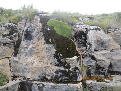 Gypsophila tenuifolia