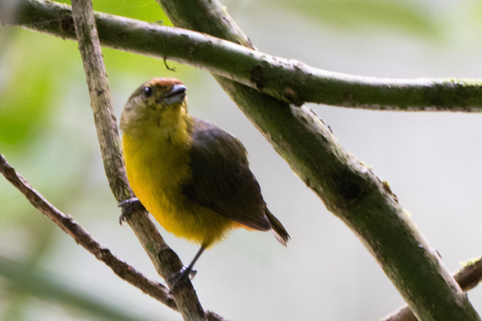Fulvous-vented Euphonia (Euphonia fulvicrissa), photo 5