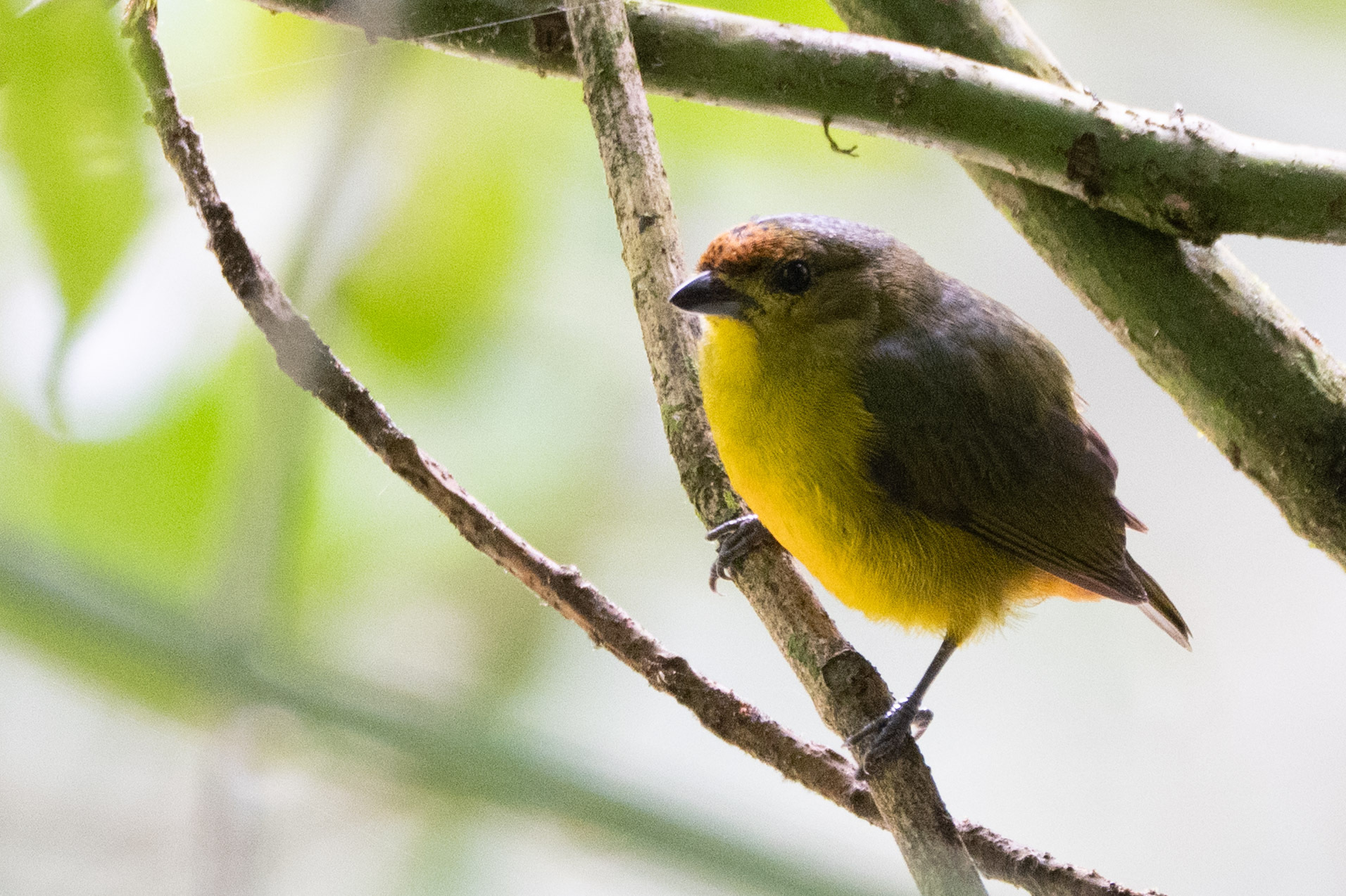 Fulvous-vented Euphonia (Euphonia fulvicrissa), photo 4