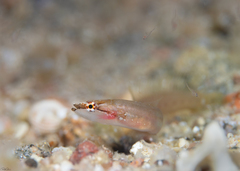 Papillate Clingfish photo 1