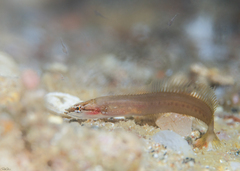 Papillate Clingfish photo 2