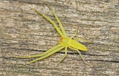 Cetratus rubropunctatus