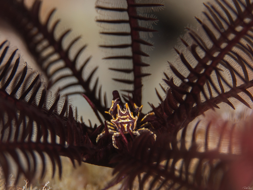 Tiaramedon spinosum observed 2025-05-02