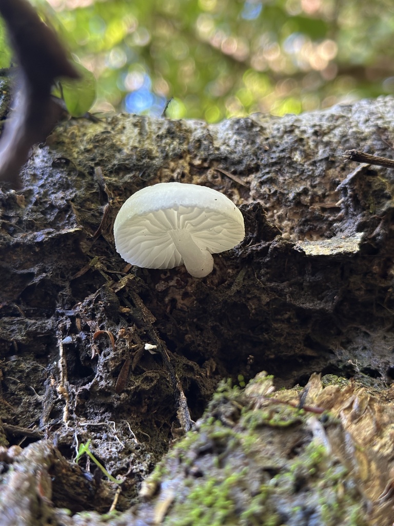 Oudemansiella australis · May 2025 · photo: © marmalade101 (iNaturalist, cc0)