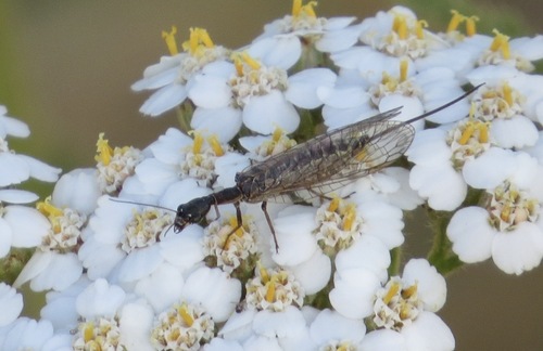 iNaturalist observation photo of Common Snakeflies