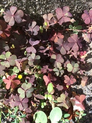 Oxalis corniculata