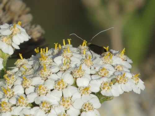 iNaturalist observation photo of Adela flammeusella