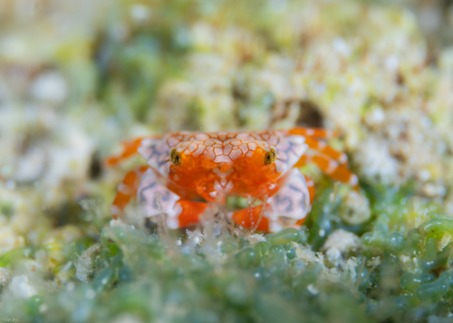 Lophozozymus pulchellus observed 2025-05-01