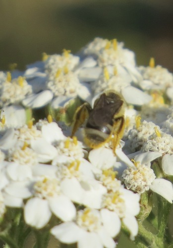 iNaturalist observation photo of Lasioglossum