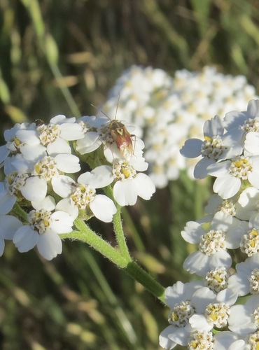 iNaturalist observation photo of Lygus Bugs