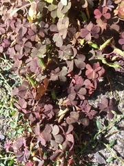 Oxalis corniculata