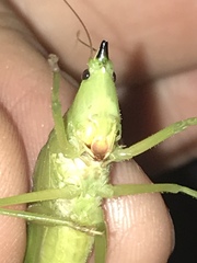 Neoconocephalus nebrascensis