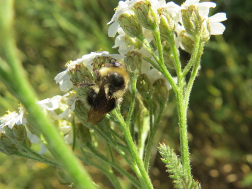 iNaturalist observation photo of Bumble Bees