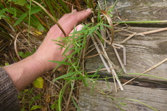 Epilobium leptophyllum