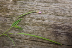 Epilobium leptophyllum