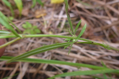 Epilobium leptophyllum