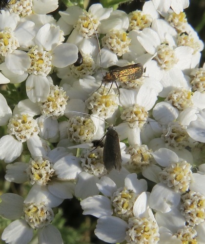 iNaturalist observation photo of Adela flammeusella