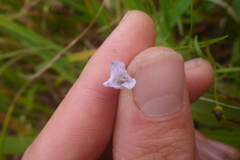Epilobium leptophyllum