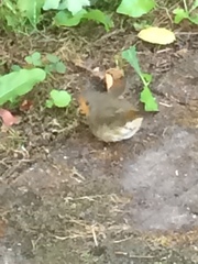Erithacus rubecula