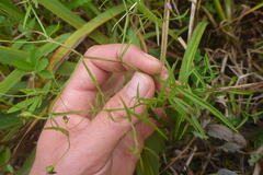 Epilobium leptophyllum