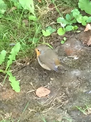 Erithacus rubecula