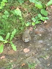 Erithacus rubecula